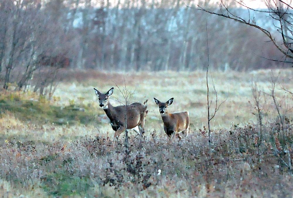Hunting not permitted in training area