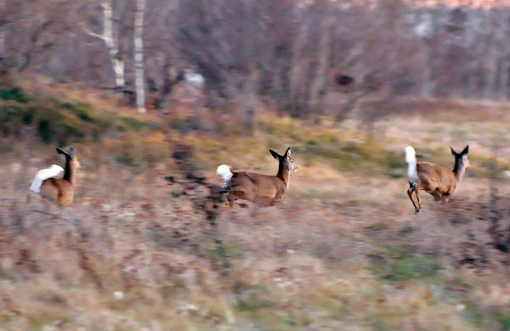 Deer-tails MCpl Brandon Liddy