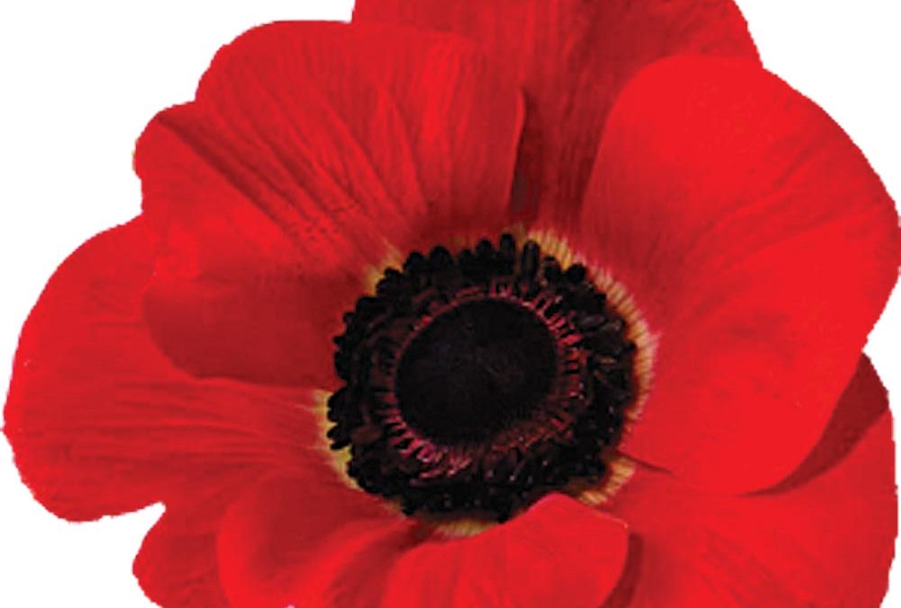 Share your family military stories to mark Remembrance Day