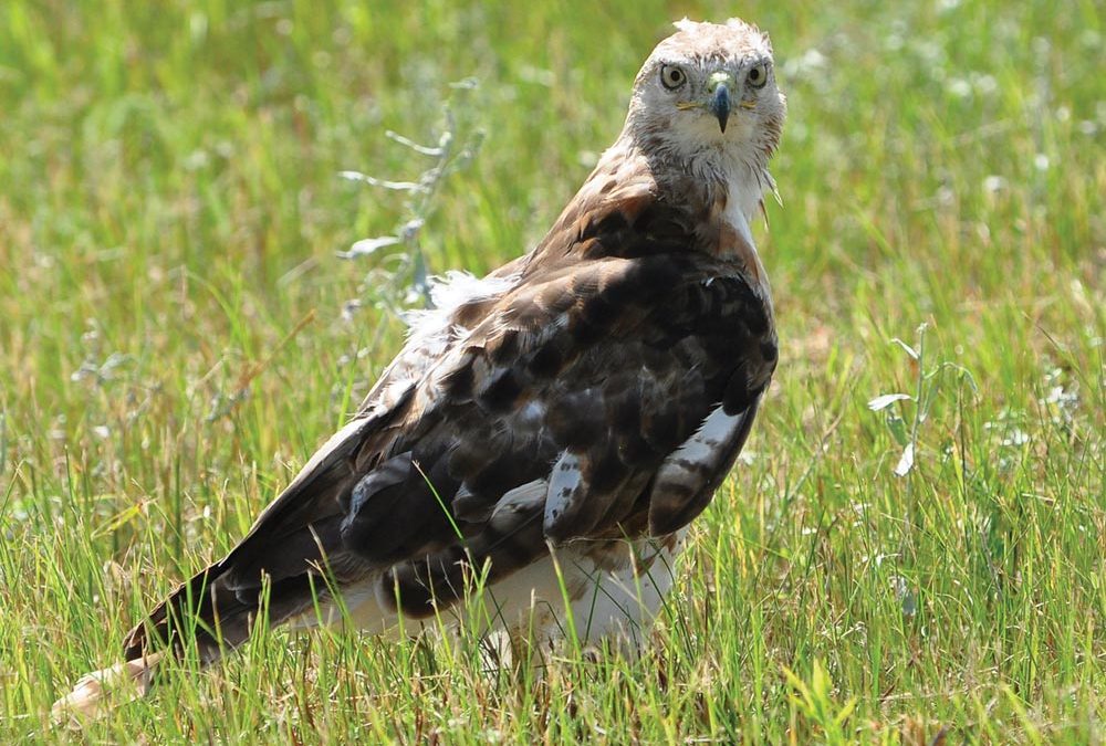 IN PICTURES: CFB Shilo’s wildlife in focus