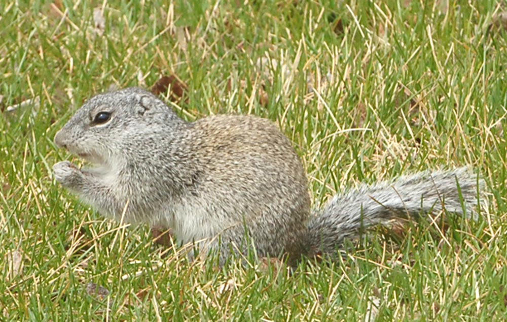 PHOTO ESSAY: Wildlife call CFB Shilo home