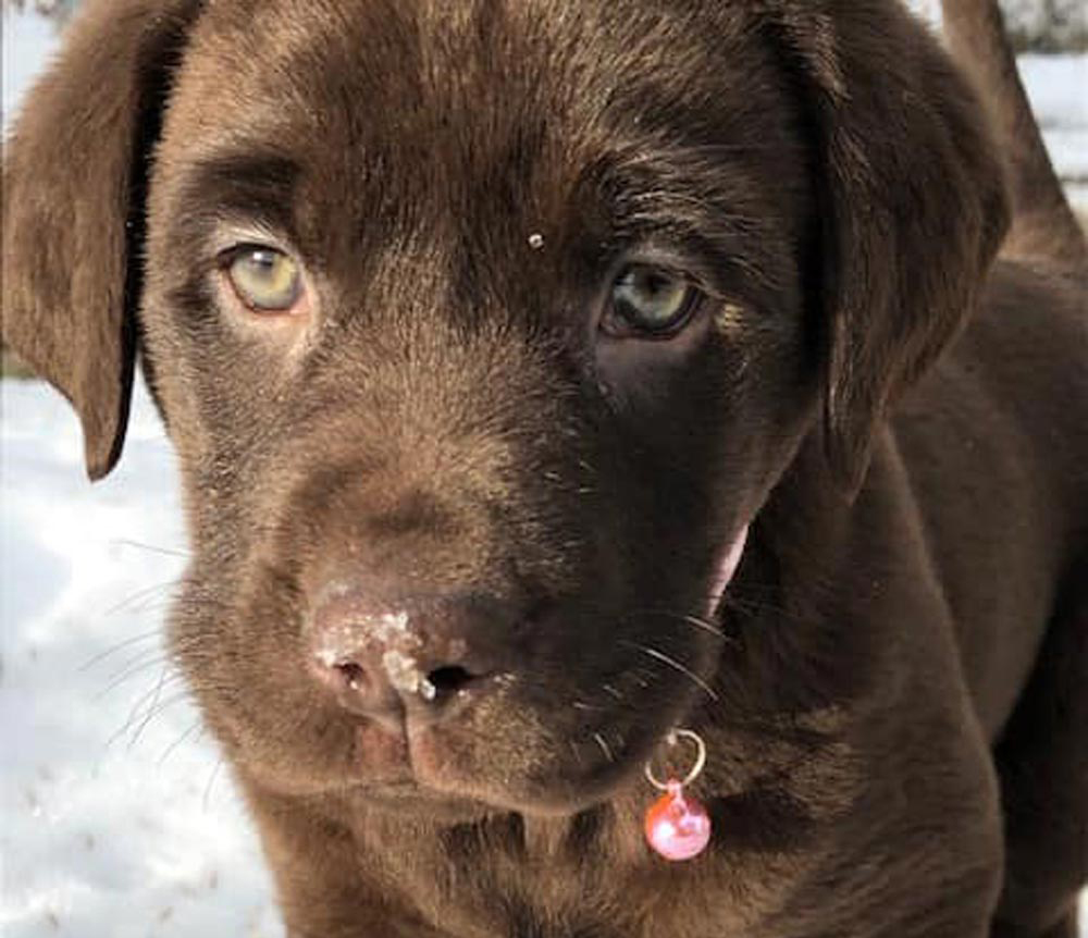 TEASER puppy Maj Melissa Marshall - Garrison Edmonton Warriors - 2022 Women's Slo-Pitch nationals