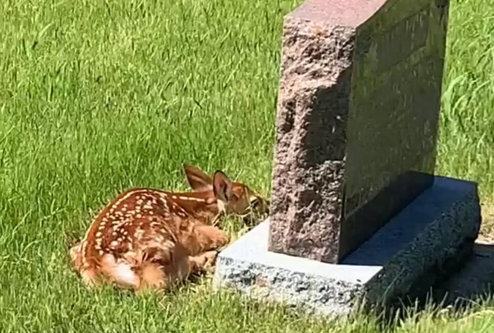 Human interaction with wildlife: Leave baby animals alone