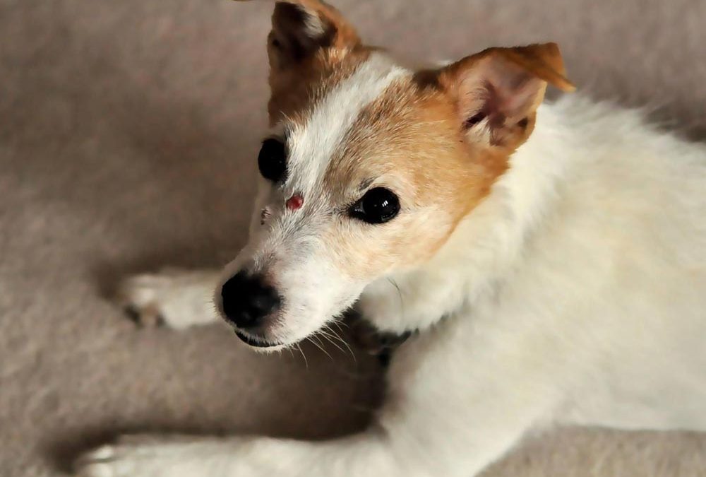 Decision to put family pet to sleep tearful