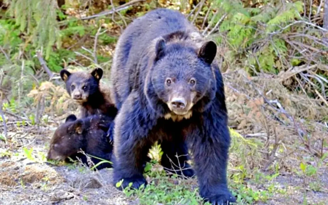 Be Bear Aware Conservation Service advises CFB Shilo and Spruce Woods residents